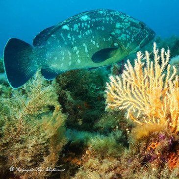 Offrir Brevet de Plongée Sous Marine département Var Offrir Brevet de Plongée Sous Marine département Var