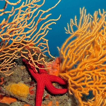 Offrir Brevet de Plongée Sous Marine en PACA et Corse