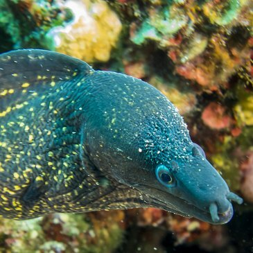 Sport Aquatique en région PACA et Corse Sport Aquatique en région PACA et Corse