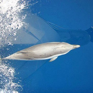 Nager avec les dauphins proche Cannes Mandelieu