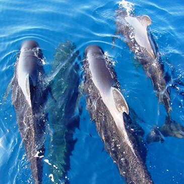Nager avec les dauphins, département Alpes Maritimes
