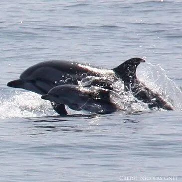 Nager avec les dauphins en région PACA et Corse