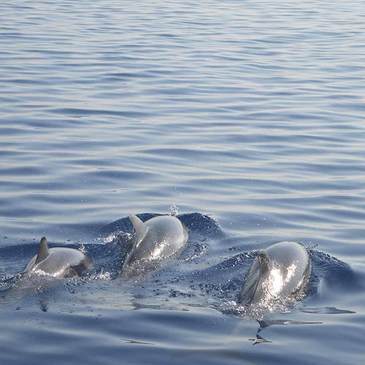Nager avec les dauphins proche Cannes Mandelieu