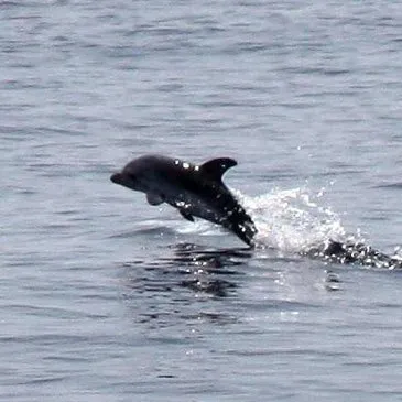 Réserver Nager avec les dauphins département Alpes Maritimes