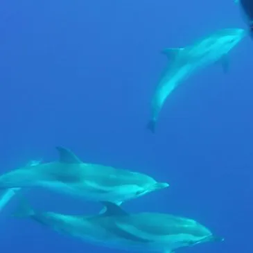 Réserver Nager avec les dauphins en PACA et Corse