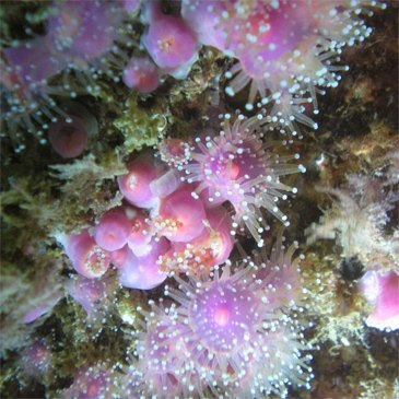 Baptême de plongée proche Quiberon Baptême de plongée proche Quiberon