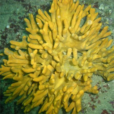 Dinard, à 10 min de Saint-Malo, Ille et vilaine (35) - Baptême de plongée Dinard, à 10 min de Saint-Malo, Ille et vilaine (35) - Baptême de plongée