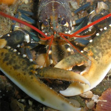 Baptême de plongée proche Dinard, à 10 min de Saint-Malo Baptême de plongée proche Dinard, à 10 min de Saint-Malo