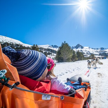Chien de Traîneau, département Ariège Chien de Traîneau, département Ariège