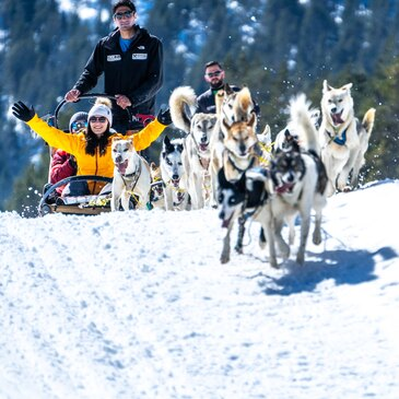 Chien de Traîneau en région Midi-Pyrénées Chien de Traîneau en région Midi-Pyrénées