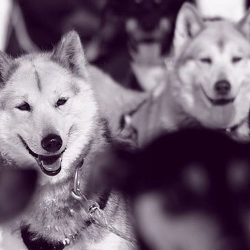 Chien de Traîneau proche Grandvalira (Andorre), à 45 min d'Ax-les-Thermes Chien de Traîneau proche Grandvalira (Andorre), à 45 min d'Ax-les-Thermes
