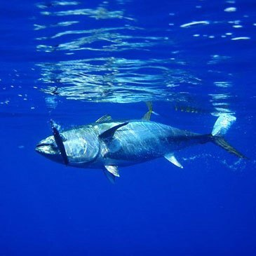 Pêche au Gros en Atlantique à Capbreton Pêche au Gros en Atlantique à Capbreton