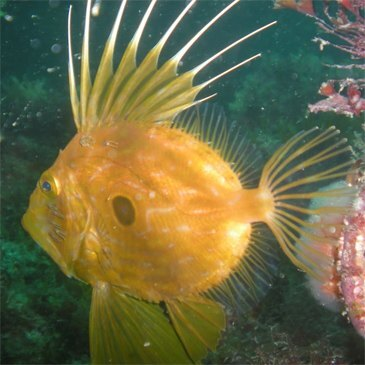 Baptême de plongée, département Ille et vilaine Baptême de plongée, département Ille et vilaine