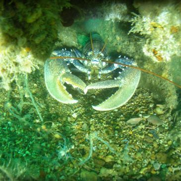 Dinard, à 10 min de Saint-Malo, Ille et vilaine (35) - Baptême de plongée Dinard, à 10 min de Saint-Malo, Ille et vilaine (35) - Baptême de plongée