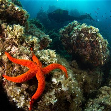 Alpes Maritimes (06) PACA et Corse - Sport Aquatique Alpes Maritimes (06) PACA et Corse - Sport Aquatique