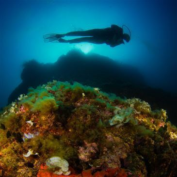 Nice, à 10 min de Villefranche-sur-Mer, Alpes Maritimes (06) - Baptême de plongée Nice, à 10 min de Villefranche-sur-Mer, Alpes Maritimes (06) - Baptême de plongée