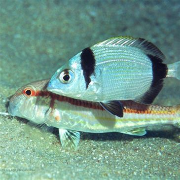 Haute Corse (2B) PACA et Corse - Sport Aquatique Haute Corse (2B) PACA et Corse - Sport Aquatique