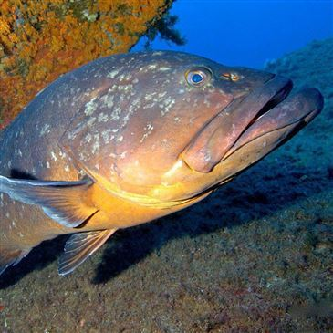 Sport Aquatique en région PACA et Corse Sport Aquatique en région PACA et Corse