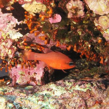 Baptême de plongée en région PACA et Corse Baptême de plongée en région PACA et Corse