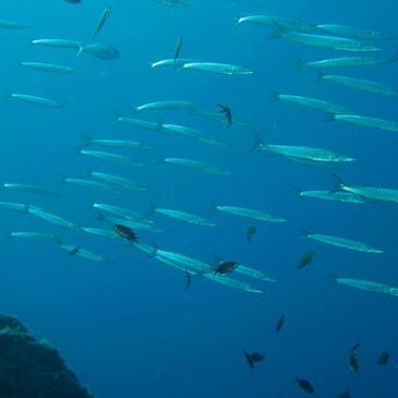 Calcatoggio, Corse du Sud (2A) - Baptême de plongée Calcatoggio, Corse du Sud (2A) - Baptême de plongée