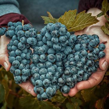 Escape Game, département Indre et loire Escape Game, département Indre et loire