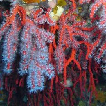 Corse du Sud (2A) PACA et Corse - Sport Aquatique Corse du Sud (2A) PACA et Corse - Sport Aquatique