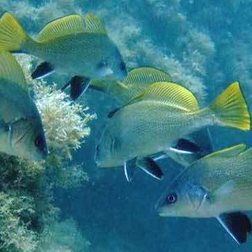 Ajaccio, Corse du Sud (2A) - Baptême de plongée Ajaccio, Corse du Sud (2A) - Baptême de plongée