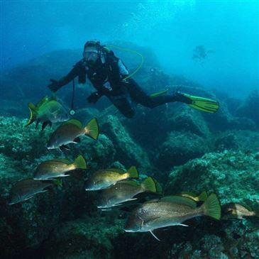 Brevet de Plongée Sous Marine en région PACA et Corse Brevet de Plongée Sous Marine en région PACA et Corse