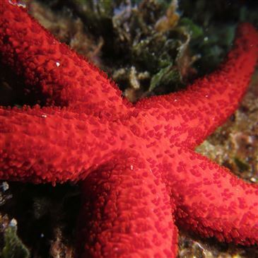 Villeneuve-Loubet, Alpes Maritimes (06) - Baptême de plongée Villeneuve-Loubet, Alpes Maritimes (06) - Baptême de plongée