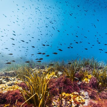 Baptême de plongée proche Villeneuve-Loubet Baptême de plongée proche Villeneuve-Loubet