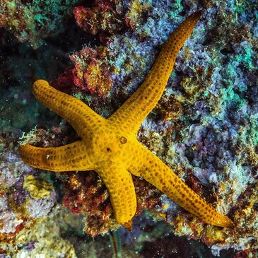 Snorkeling proche Villeneuve-Loubet Snorkeling proche Villeneuve-Loubet