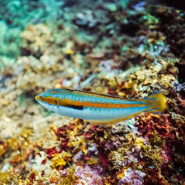 Randonnée Palmée à Villeneuve-Loubet en région PACA et Corse Randonnée Palmée à Villeneuve-Loubet en région PACA et Corse