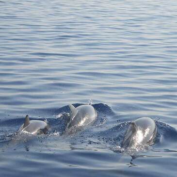 Mandelieu, Alpes Maritimes (06) - Nager avec les dauphins