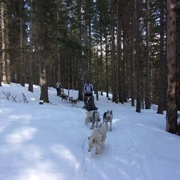 Chien de Traîneau, département Isère Chien de Traîneau, département Isère