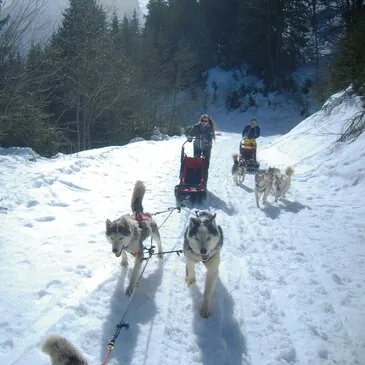 Chien de Traîneau, département Isère Chien de Traîneau, département Isère