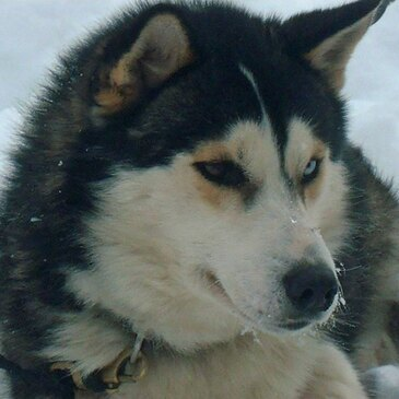Chien de Traîneau en région Rhône-Alpes Chien de Traîneau en région Rhône-Alpes