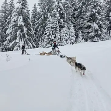 La Ferrière, à 45 minutes de Grenoble, Isère (38) - Chien de Traîneau La Ferrière, à 45 minutes de Grenoble, Isère (38) - Chien de Traîneau