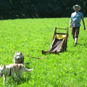 Chien de Traîneau, département Isère Chien de Traîneau, département Isère