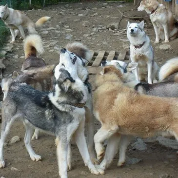 Chien de Traîneau en région Rhône-Alpes Chien de Traîneau en région Rhône-Alpes
