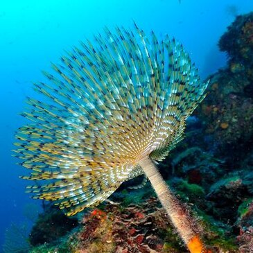 Baptême de plongée, département Var Baptême de plongée, département Var