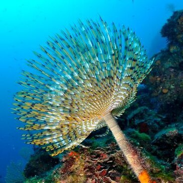 Brevet de Plongée Sous Marine en région PACA et Corse Brevet de Plongée Sous Marine en région PACA et Corse