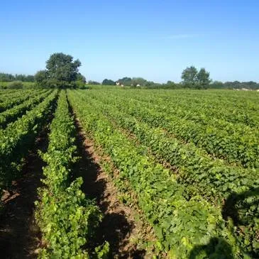 Gorges, à 35 min de Nantes, Loire Atlantique (44) - Cours d'œnologie Gorges, à 35 min de Nantes, Loire Atlantique (44) - Cours d'œnologie