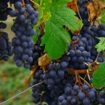 Saint-Emilion, Gironde (33) - Cours d&#39;œnologie