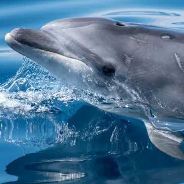 Sortie en Mer à la rencontre des Dauphins à Arzon Sortie en Mer à la rencontre des Dauphins à Arzon