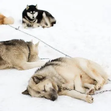 Chien de Traîneau, département Haute savoie Chien de Traîneau, département Haute savoie