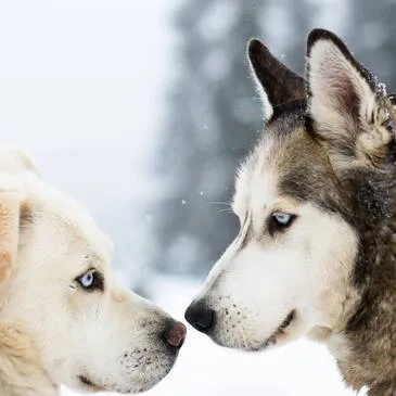 Haute savoie (74) Rhône-Alpes - Montagne - Sports d'Hiver Haute savoie (74) Rhône-Alpes - Montagne - Sports d'Hiver