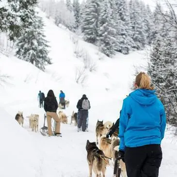 Avoriaz, Haute savoie (74) - Chien de Traîneau Avoriaz, Haute savoie (74) - Chien de Traîneau
