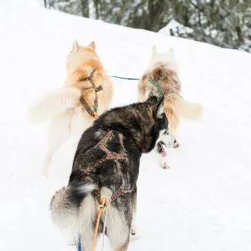 Chien de Traîneau proche Avoriaz Chien de Traîneau proche Avoriaz