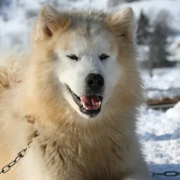 Conduite d'un Attelage de Chiens de Traîneau à Avoriaz en région Rhône-Alpes Conduite d'un Attelage de Chiens de Traîneau à Avoriaz en région Rhône-Alpes