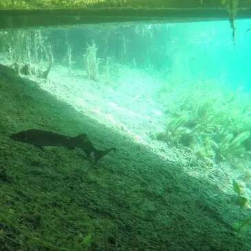 Baptême de plongée, département Bas rhin Baptême de plongée, département Bas rhin